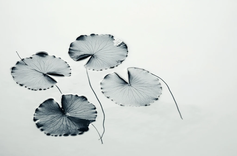 荷叶与泥蟹的倒影