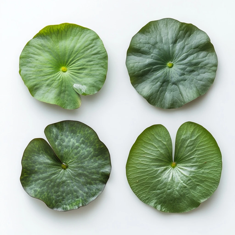 水莲叶四纹理俯视图