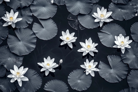 白莲黑底静谧水塘