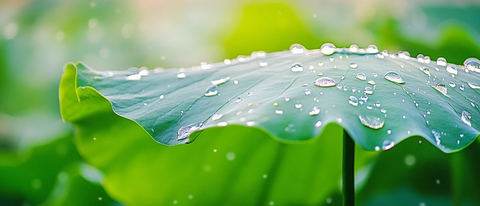 莲叶露珠深度细节