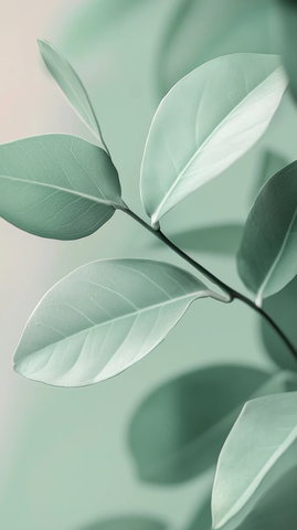 绿色叶片柔美曲线