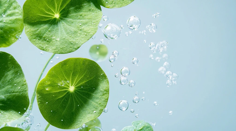 水珠悬浮的积雪草叶片