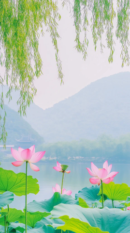 池塘荷花莲花柳树