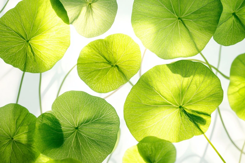 阳光透射积雪草叶特写