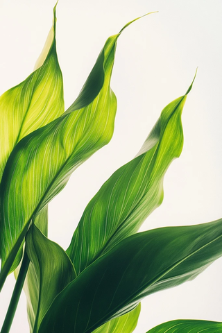 双朵马蹄莲优雅绿叶