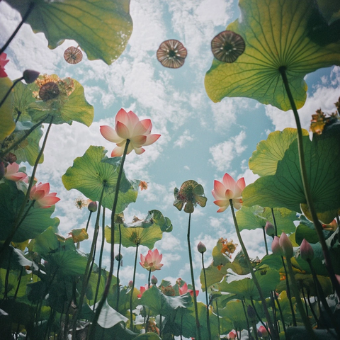 荷塘莲叶簇拥景象