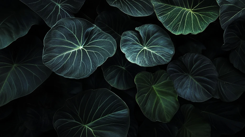 大象叶片的暗光特写