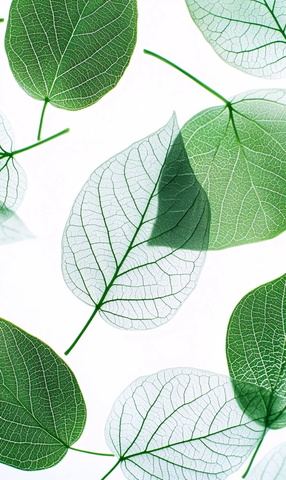 透明绿叶脉络细节