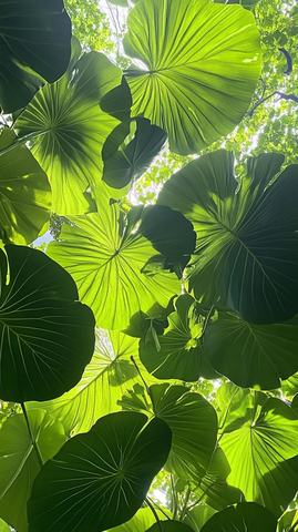 绿色大叶植物照片