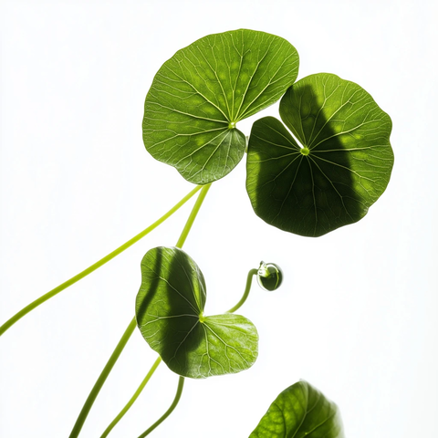 灯台叶滴水特写