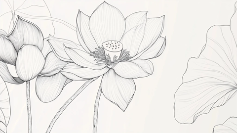 盛开莲花的黑白线条艺术