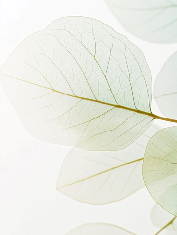 透明桉树叶细腻纹理