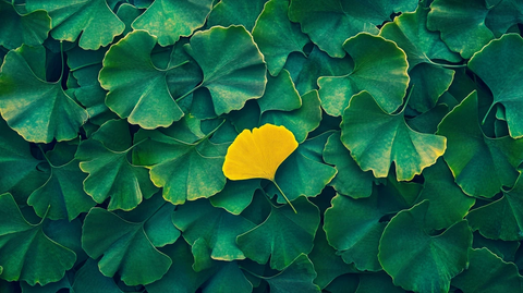 绿叶丛中一片黄叶