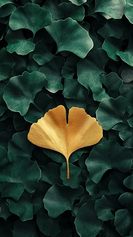 金色银杏叶与绿色叶群