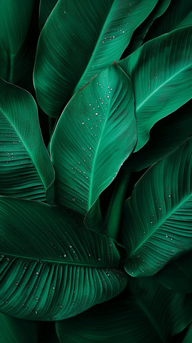 香蕉叶脉水珠细节特写
