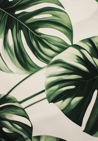 龟背竹叶影映白墙