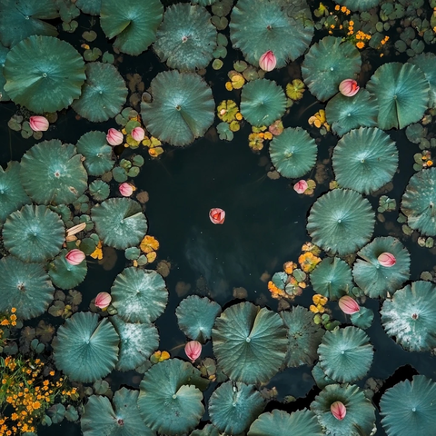 莲花池塘未开花蕾