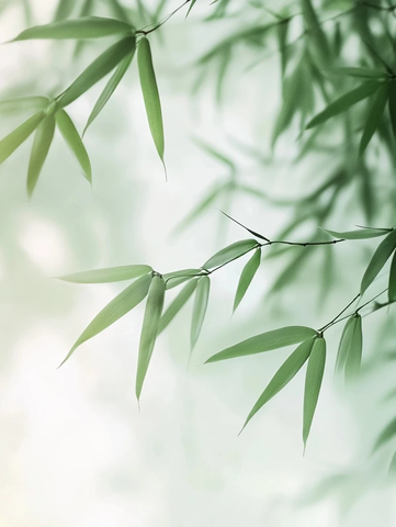 竹叶摇曳风中模糊背景