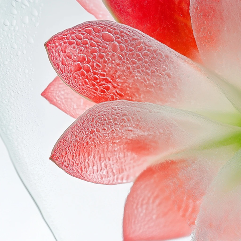 西瓜水滴莲花叶半透明光