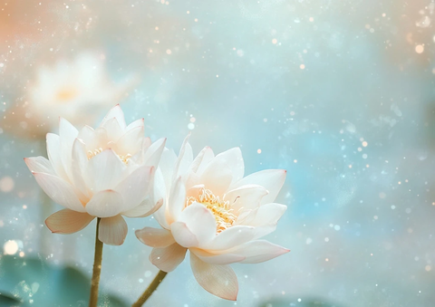 白色莲花背景字体设计