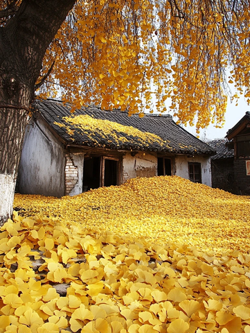 老旧房屋旁金黄银杏落叶堆积的景象
