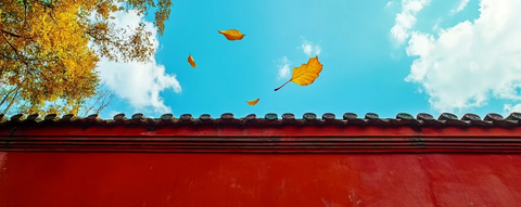 红墙之上黄叶飘落的秋景