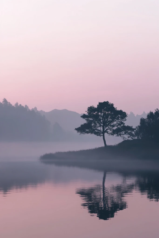 清晨湖面雾气橡树剪影