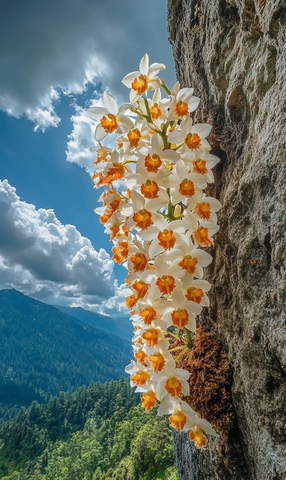 悬崖石缝中的橙白石斛兰