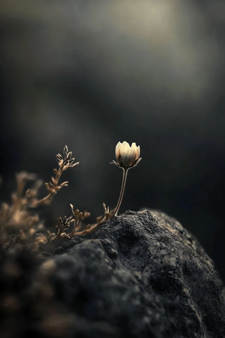 自然细节特写暗背景聚焦