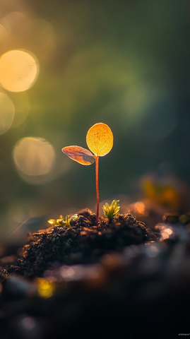 阳光下的小植物新芽