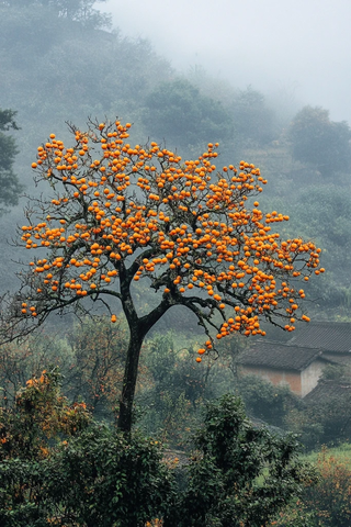 秋晨薄雾中的柿树金果