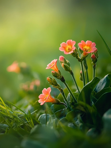 早晨绿草地上的玉蝶花朵