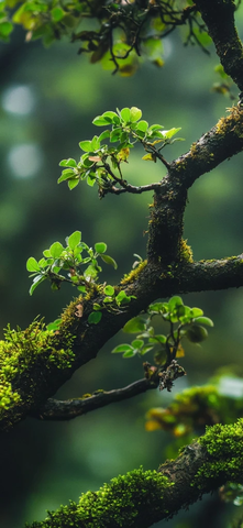 苔藓树枝与藤蔓细节