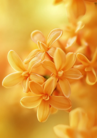 橙色桂花特写摄影