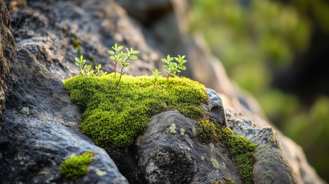 树干青苔石头小植物