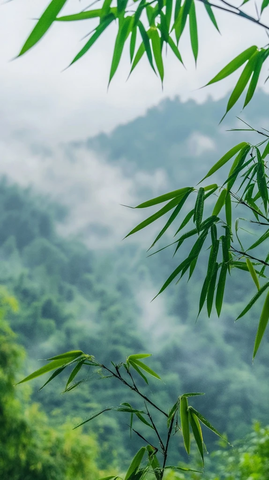 竹叶轻摇背景山雾
