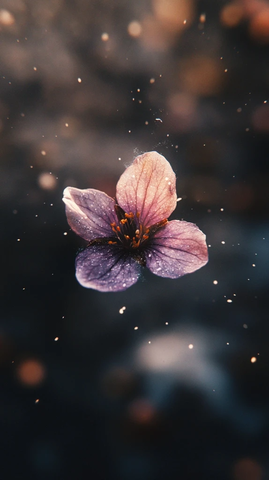 紫色花朵浮于深色背景