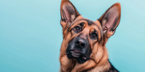 阿尔萨斯犬俏皮表情特写