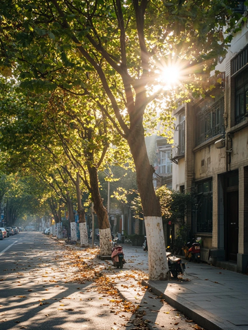 阳光洒下的落叶街道秋景