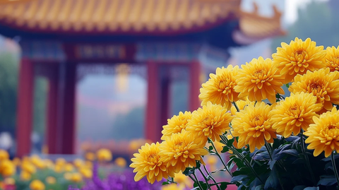 古建筑前盛放的黄色菊花