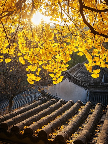 银杏叶落古瓦顶秋韵悠悠映日光