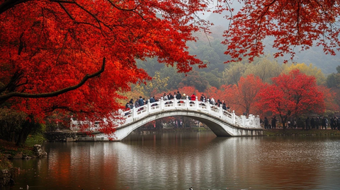 红枫树下人群漫步于湖中小桥的风景