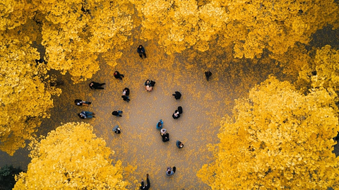 银杏树下人群聚集的俯瞰景象