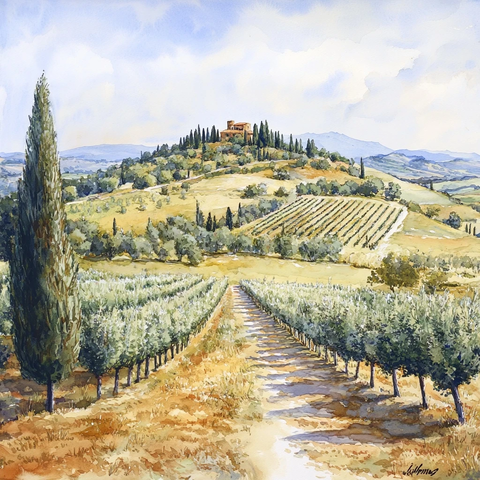 山丘葡萄园橄榄树景色