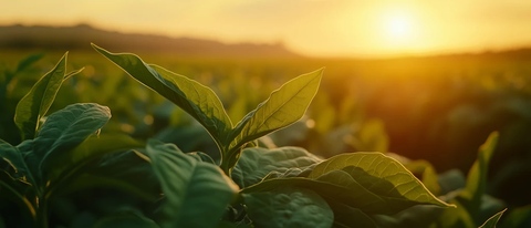 烟草叶与夕阳下的田野