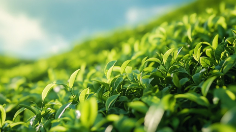 绿茶叶坡自然景观