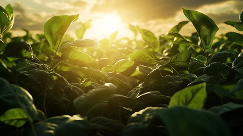 大豆田种植景观视角