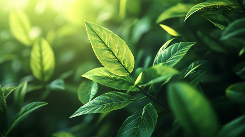 茶叶风格工作室灯光