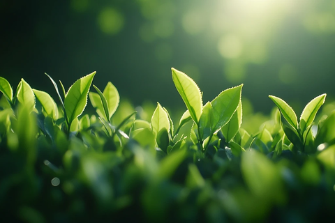 绿茶叶与茶树田野