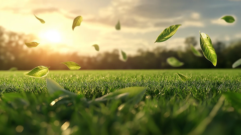 绿叶飘舞的宁静草地